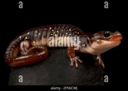 Arboreal Salamander (Aneides Lugubris) Stockfoto