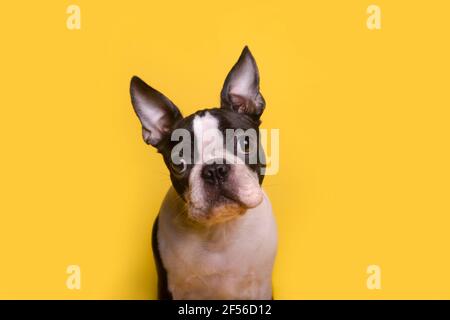 Porträt von braun-weißen Boston Terrier Welpen sitzen gegen Gelber Hintergrund Stockfoto