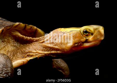 Gelbmarminierte Schachtelschildkröte (Cuora flavomarginata sinensis) Stockfoto