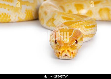 Nahaufnahme der jungen erwachsenen birmanischen Python aka Python bivittatus Schlange in Albino Farbe. Isoliert auf weißem Hintergrund. Stockfoto