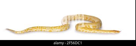 Junge Erwachsene birmanische Python aka Python bivittatus Schlange in Albino Farbe. Isoliert auf weißem Hintergrund. Stockfoto