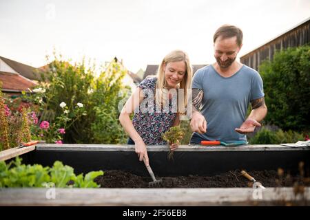 Frau, die mit ihrem Freund im Garten Samen sät Stockfoto