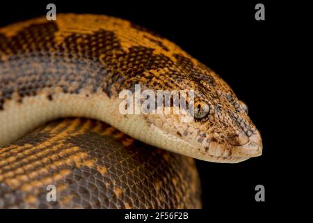 Kenianische Sand Boa (Gongylophis Colubrinus) Stockfoto