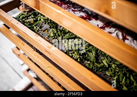 Kräuter in Holzregalen Stockfoto