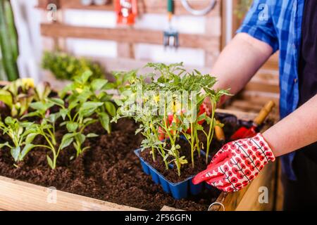 Ein junger Mann hält ein Tablett mit kleinen Tomaten auf seinem Tablett Stadtgarten Stockfoto