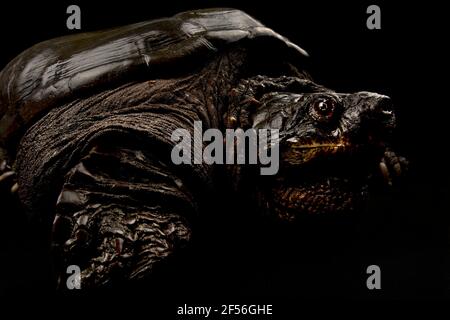 Gemeinsamen Schnappschildkröte (Chelydra Serpentina) Stockfoto