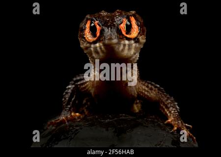 Rotaugen-Krokodilskink (Tribolonotus gracilis) Stockfoto