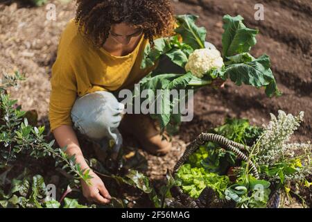 Lockige Frau, die Blumenkohl hält, während sie Gemüse im Garten pflückt Stockfoto