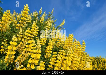 Gelbe Buschlupine (Lupinus arboreus) blüht im Frühjahr Stockfoto