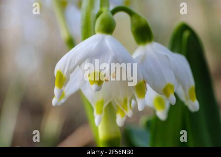 Weiß blühende Frühlingsschneeflocken (Leucojum vernum) Stockfoto