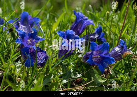 Stammlose Enziane (Gentiana acaulis) blühen im Sommer Stockfoto