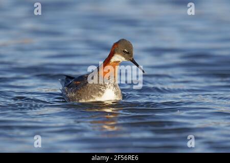 Rothalsphalarope - femalePhalaropus lobatus Lake Myvatn Island BI029121 Stockfoto