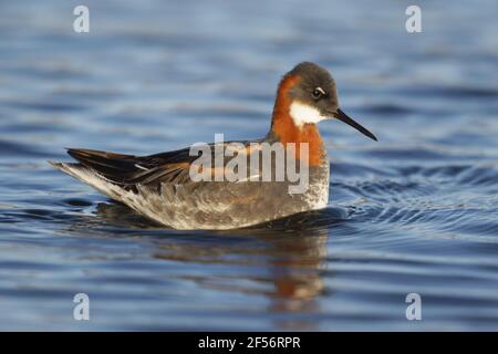 Rothalsphalarope - femalePhalaropus lobatus Lake Myvatn Island BI029124 Stockfoto