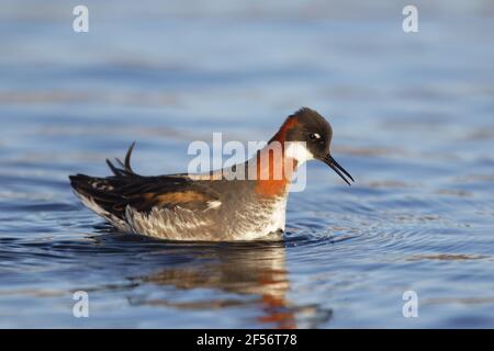 Rothalsphalarope - femalePhalaropus lobatus Lake Myvatn Island BI029125 Stockfoto