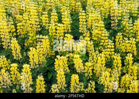 Gelbe Buschlupine (Lupinus arboreus) blüht auf der Frühjahrswiese Stockfoto