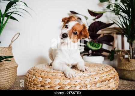 Niedlicher Hund ruht sich auf Hocker Hocker von Pflanze zu Hause Stockfoto