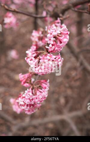 Viburnum farreri rosa Blütenstand Stockfoto