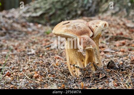 Tylopilus feleus - ungenießbarer Pilz. Pilz in der natürlichen Umgebung. Englisch: Bitter bolete, bitter tylopilus Stockfoto