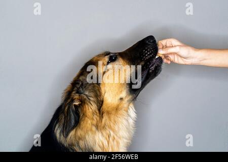 Frau füttert deutschen Schäferhund vor grauem Hintergrund Stockfoto