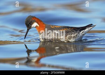 Rothalsphalarope - femalePhalaropus lobatus Lake Myvatn Island BI029142 Stockfoto