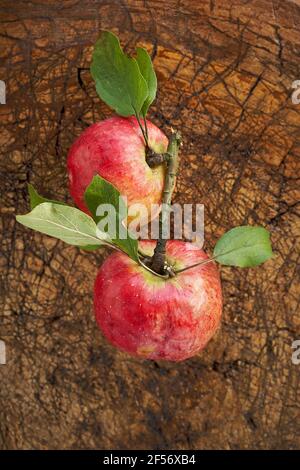 Zwei reife Äpfel liegen auf einer Holzoberfläche Stockfoto