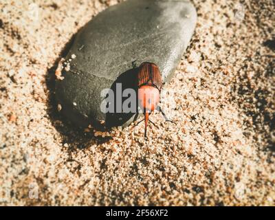 Rote Palmkäfer Schnauzkäfer auf einem Stein. Rhynchophorus ferrugineus Stockfoto