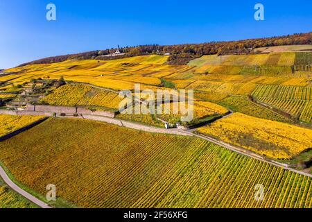 Deutschland, Hessen, Rüdesheim am Rhein, Hubschrauberansicht der gelben Herbstweingüter in der Rheinschlucht Stockfoto