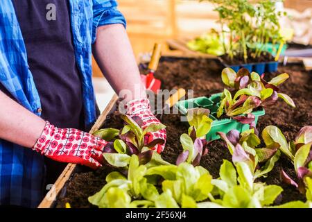 Junger Mann, der in seiner Stadt Sämlinge aus Eichenblatt-Salat pflanzt Garten Stockfoto