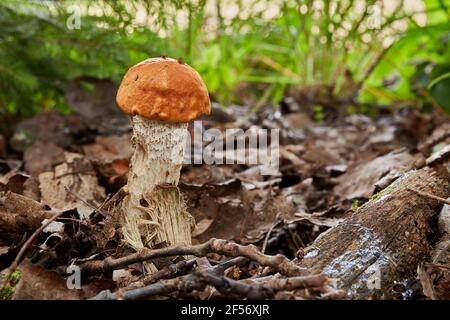 Leccinum aurantiacum - essbarer Pilz. Pilz in der natürlichen Umgebung. Englisch: Rotkappenstiel Stockfoto