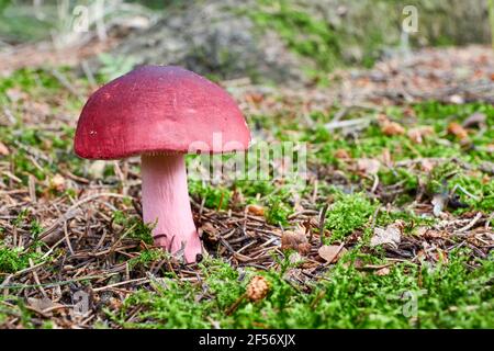 Täubling - essbarer Pilz. Pilz in der natürlichen Umgebung. Englisch: Crab brittlegill, Shrimp mushroom Stockfoto