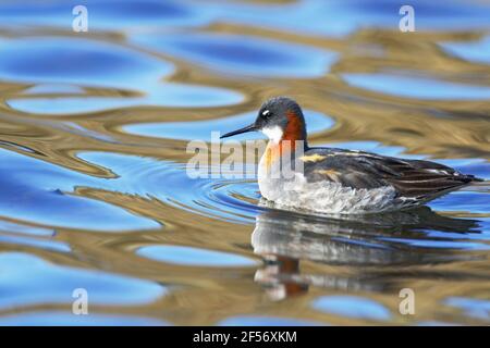 Rothalsphalarope - femalePhalaropus lobatus Lake Myvatn Island BI029147 Stockfoto