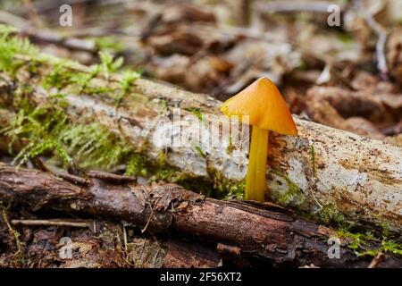 Hygrocybe conica - ungenießbarer Pilz. Pilz in der natürlichen Umgebung. Englisch: Hexenhut, konische Wachskappe, konische schleimige Kappe Stockfoto