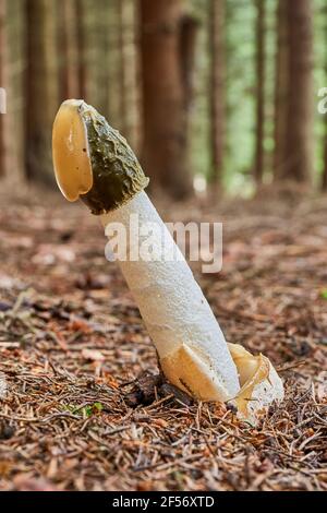 Phallus impudicus - ungenießbarer Pilz. Pilz in der natürlichen Umgebung mit Insekten auf der Oberseite. Englisch: Gemein stinkhorn Stockfoto