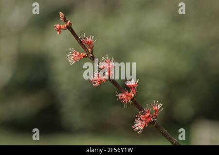 Blumen von Acer rubrum Stockfoto