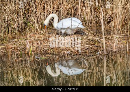 Ein Federschwan, der ihr Nest auf einer Kanalseite repariert. Stockfoto