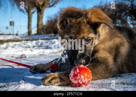 Ein elf Wochen alter Schäferhund spielt mit einer roten Kugel. Schnee im Hintergrund Stockfoto