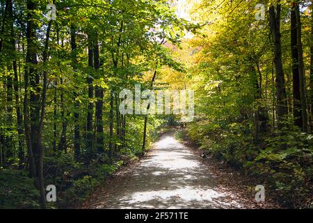 Fall in Gatineau Park - helles Sonnenlicht filtert durch die Bäume in den Wald Stockfoto