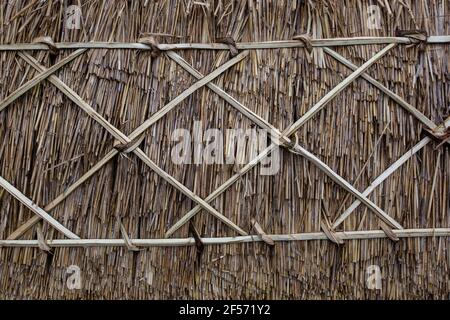 Master Thatcher, Adam Nash Professional Roof thatcher passt 'Hazel Spars', um Mantelarbeit und Stroh auf dem Dach eines ummauerten Gartens, Wiltshire, England, zu befestigen. Stockfoto