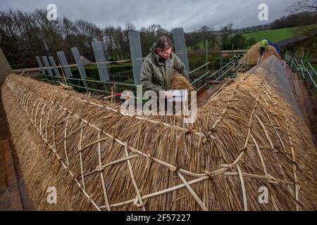 Master Thatcher, Adam Nash Professional Roof thatcher passt 'Hazel Spars', um Mantelarbeit und Stroh auf dem Dach eines ummauerten Gartens, Wiltshire, England, zu befestigen. Stockfoto