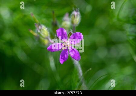 Makro-Fotografie von lila Blume .close-up Luftbild. Horizontales Foto Stockfoto