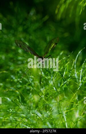 Große Mücke auf grün background.insect auf grünen Pflanzen thront, Makrofotografie mit vertikaler Ausrichtung Stockfoto