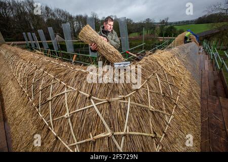 Master Thatcher, Adam Nash Professional Roof thatcher passt 'Hazel Spars', um Mantelarbeit und Stroh auf dem Dach eines ummauerten Gartens, Wiltshire, England, zu befestigen. Stockfoto