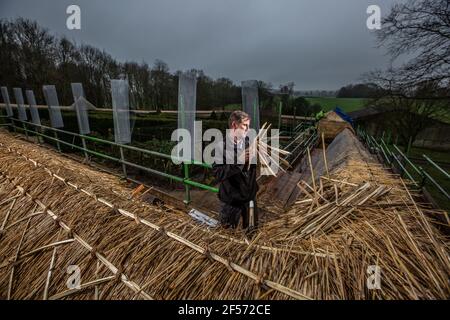 Master Thatcher, Adam Nash Professional Roof thatcher passt 'Hazel Spars', um Mantelarbeit und Stroh auf dem Dach eines ummauerten Gartens, Wiltshire, England, zu befestigen. Stockfoto