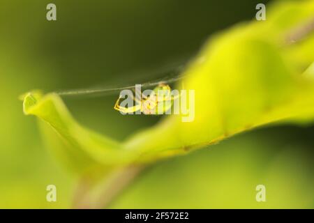 Selektive Aufnahme einer Spinne, die ein Netz macht Ein grünes Blatt Stockfoto