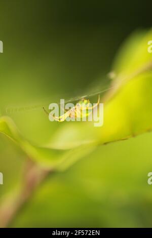 Selektive Aufnahme einer Spinne, die ein Netz macht Ein grünes Blatt Stockfoto