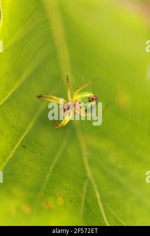 Selektive Aufnahme einer Spinne, die ein Netz macht Ein grünes Blatt Stockfoto