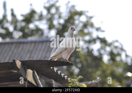 Eine weiße Taube sitzt auf einem Holzbrett über dem Boden. Stockfoto