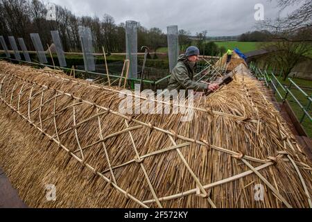 Master Thatcher, Adam Nash Professional Roof thatcher passt 'Hazel Spars', um Mantelarbeit und Stroh auf dem Dach eines ummauerten Gartens, Wiltshire, England, zu befestigen. Stockfoto