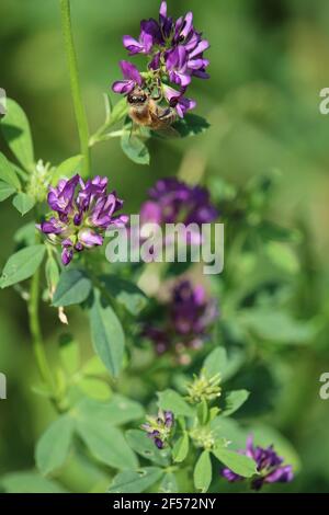 Vertikale Aufnahme von Alfalfa-Blumen, die auf einem Feld wachsen Stockfoto