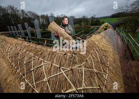 Master Thatcher, Adam Nash Professional Roof thatcher passt 'Hazel Spars', um Mantelarbeit und Stroh auf dem Dach eines ummauerten Gartens, Wiltshire, England, zu befestigen. Stockfoto